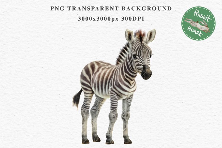 Zebra Illustration Image 6