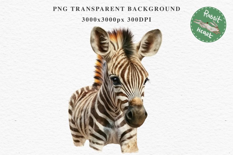 Safari Baby Zebra African Animals Clipart Savanna PNG Image