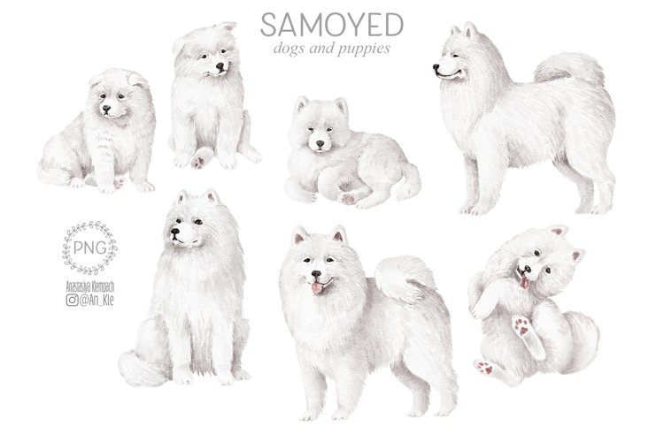 Samoyed dogs and puppies example image 1