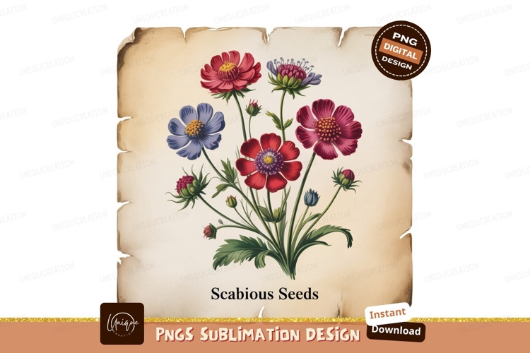 Colorful Scabious Flowers Botanical Illustration image