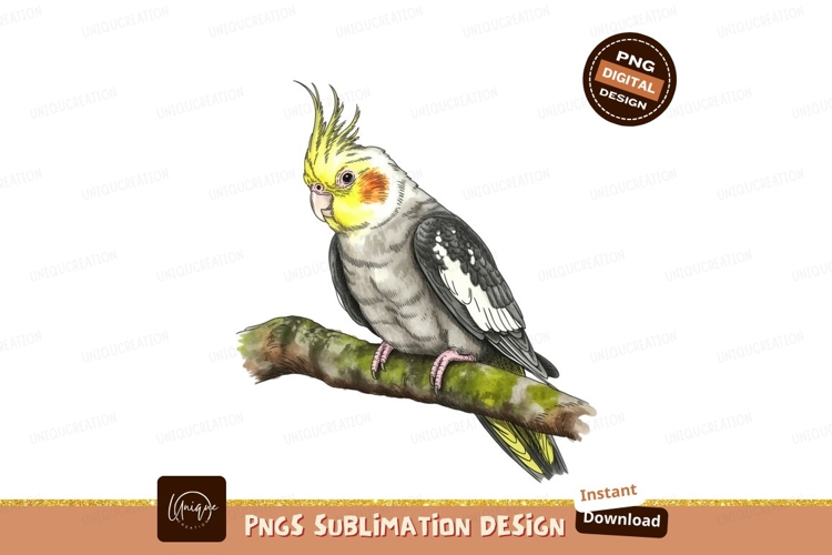 Parrot Png Image 3