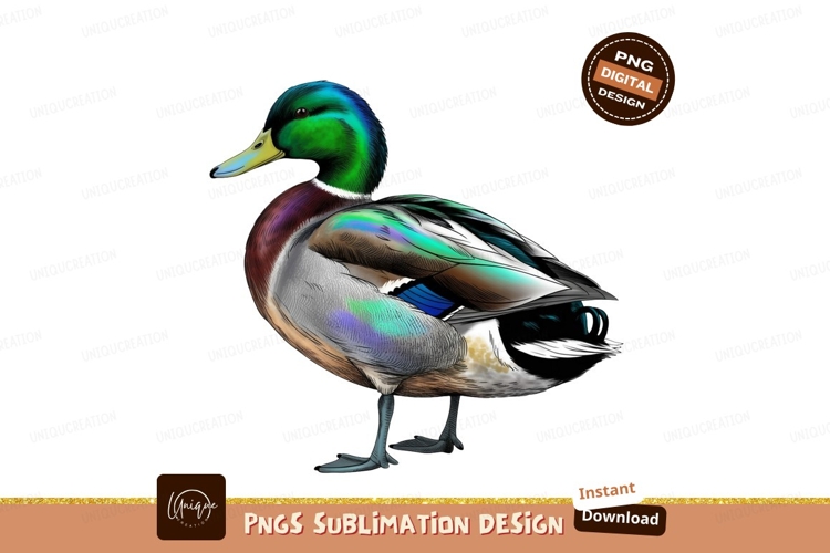 Feather Clipart Image 12