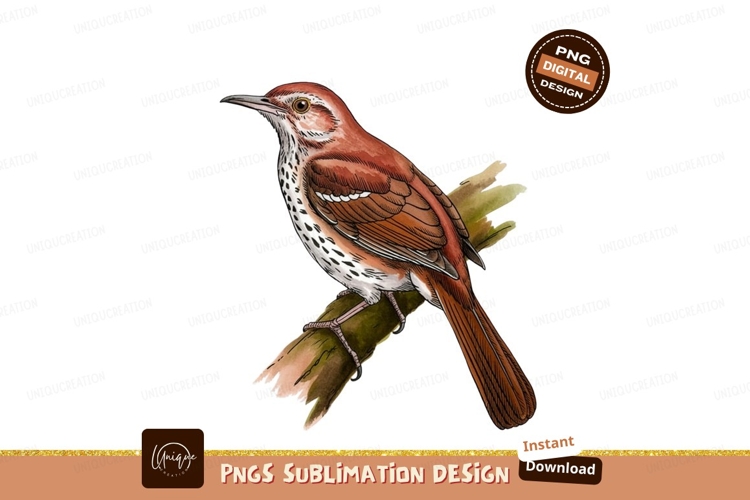 Thrasher perched sublimation png