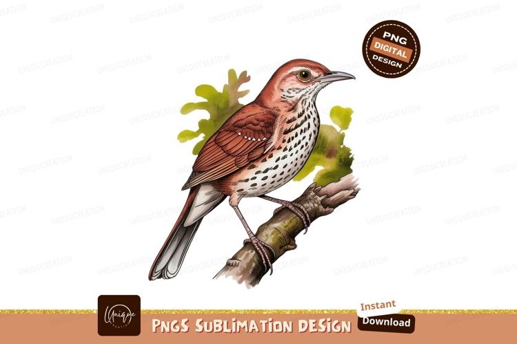Feather Clipart Image 9