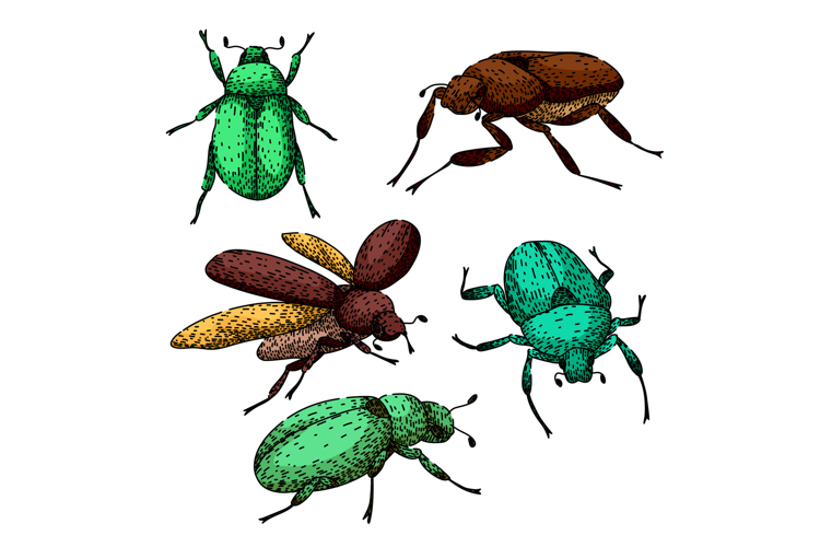 Bug Drawing Image 17