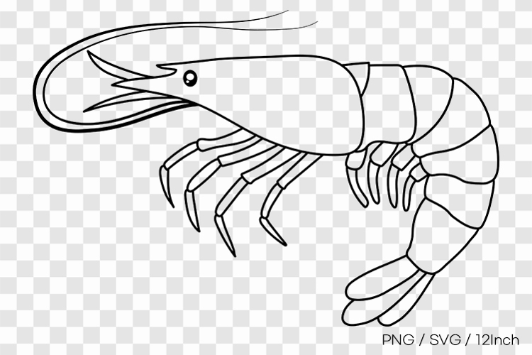 Little sea marine shrimp water character PNG animal clipart