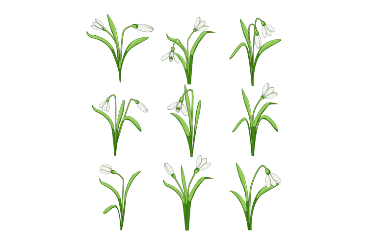 Snowdrop flowers blooming representing spring botanical elem