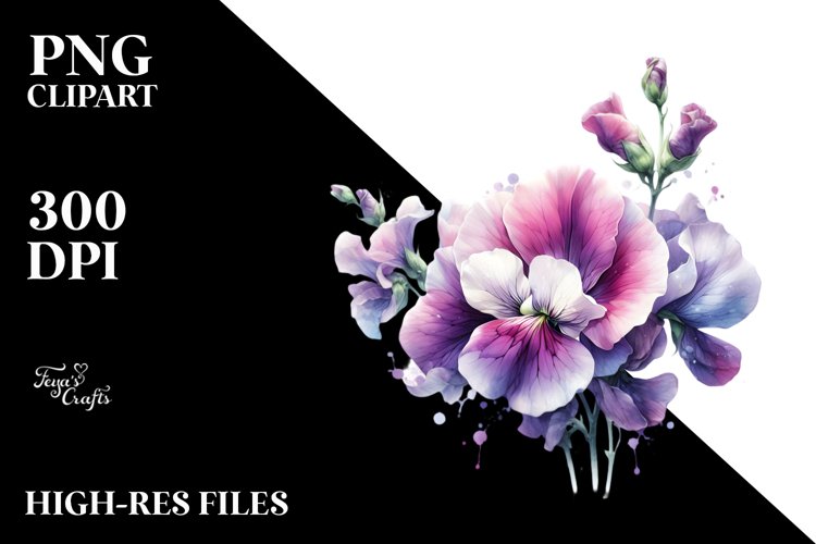 Detailed Sweet Pea Watercolor Splash