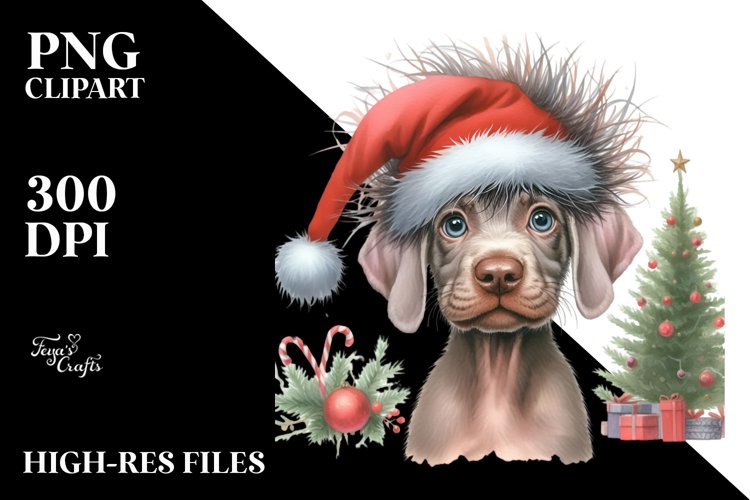 Expressive Weimaraner PNG