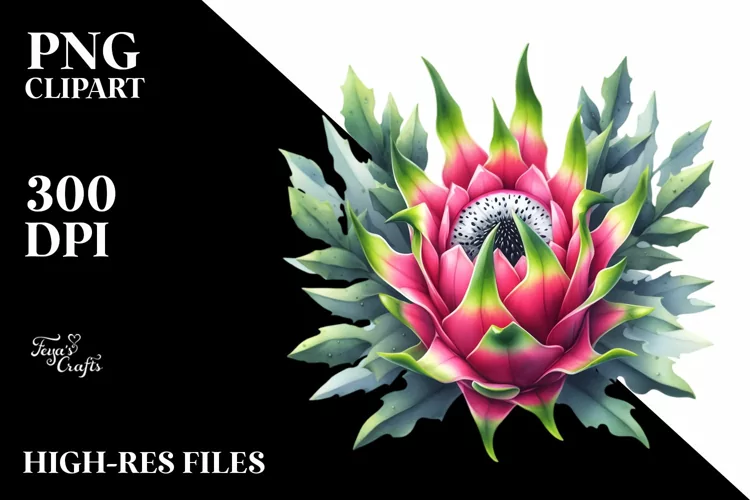 Dragonfruit | Clipart