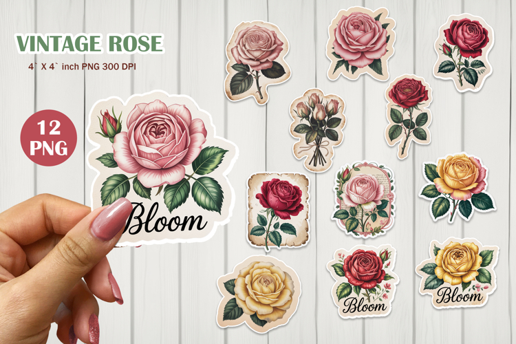 Rose PNG Image 4