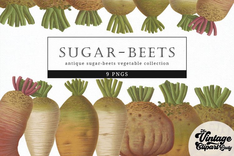 Sugar-Beets Vintage Vegetable Botanical Clip Art example image 1