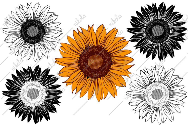 Sunflower PNG