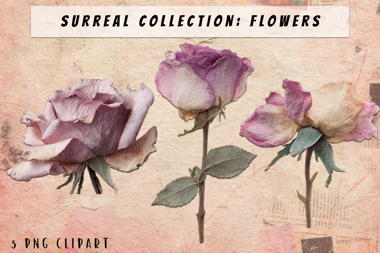 Roses Png Image 18