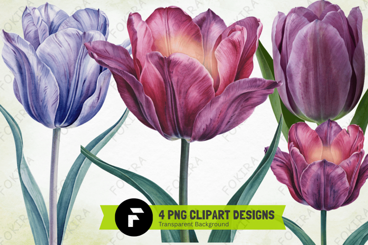Watercolor Tulips Clipart png, watercolor tulips clipart png