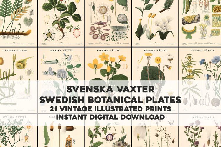 21 Old Swedish Botanical Stained Images