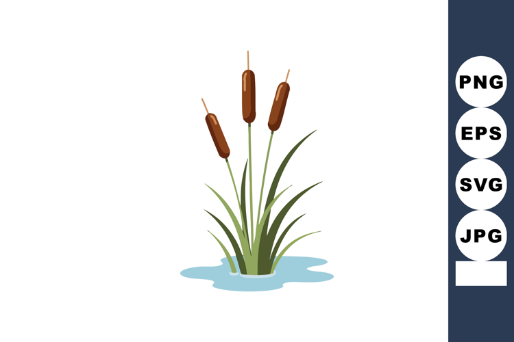 Cattail Plant Growing in Water with Brown Flower Spikes and
