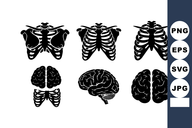 Human Skeleton Rib Cage Brain Vector Set