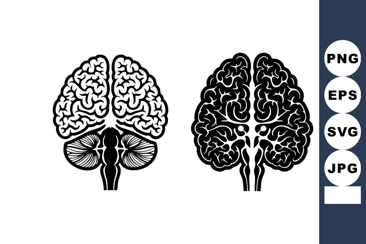 Anatomy Illustration Image 10