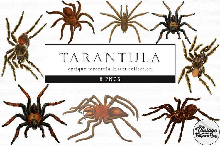 Tarantula Vintage Animal illustration Clip Art, Clipart example image 1