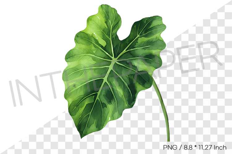 Taro Leaf Tropical Summer Clipart Watercolor Illustration