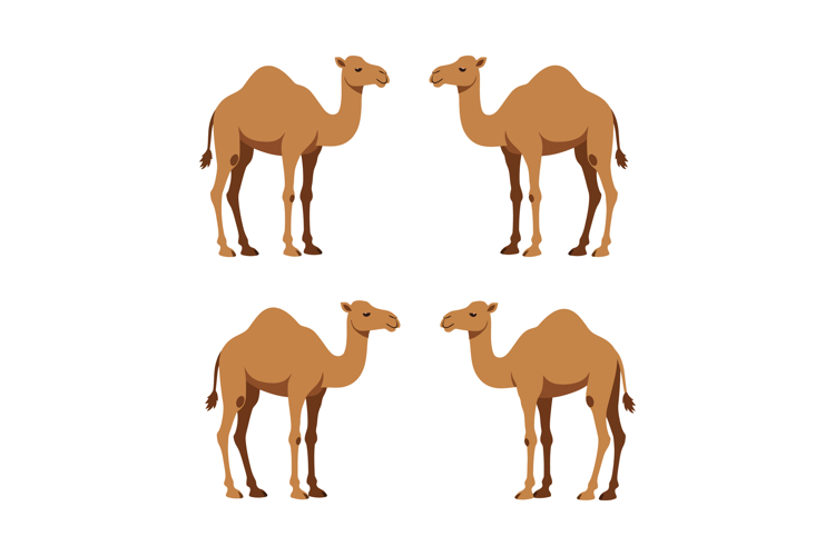 Desert Illustration Image 7