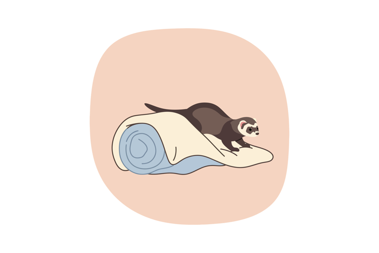 Ferret Clipart Image 8