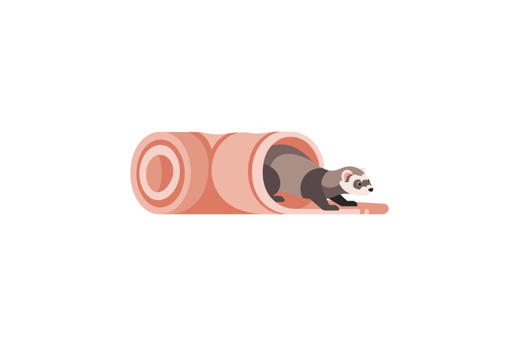 Ferret Clipart Image 7