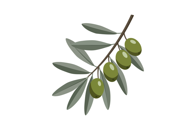 Olive Branch Vector Image 11