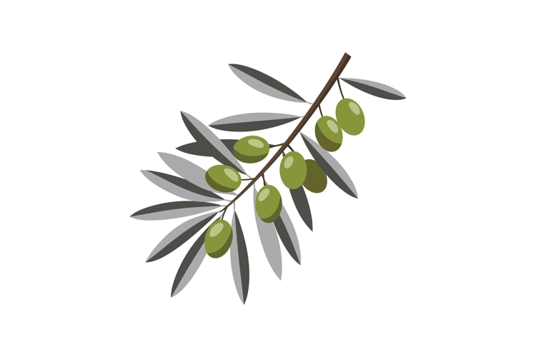 Olive Tree Vector Image 16