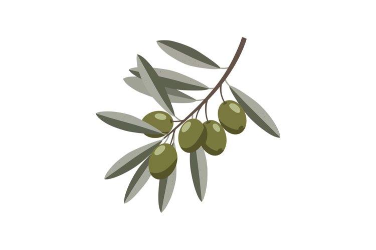 Olive Tree Vector Image 19