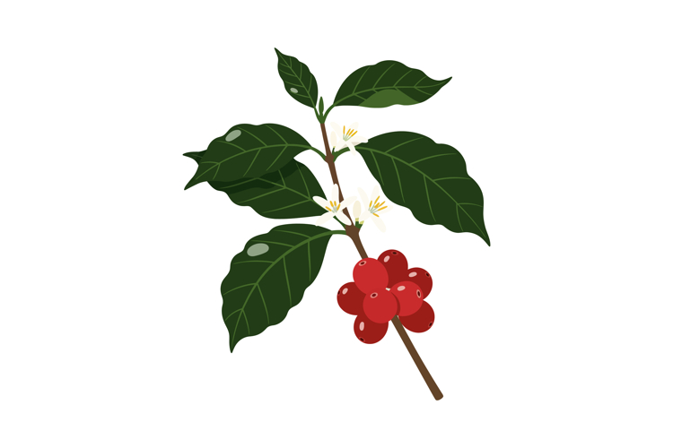 Coffee Clipart Image 17
