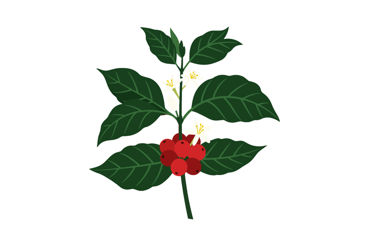Coffee Clipart Image 23