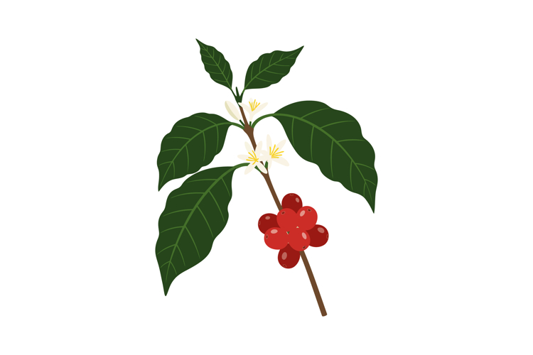 Coffee Clipart Image 18