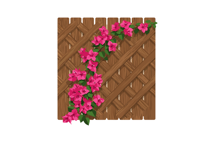 Pink Bougainvillea Climbing on Wooden Trellis Decorative Gar