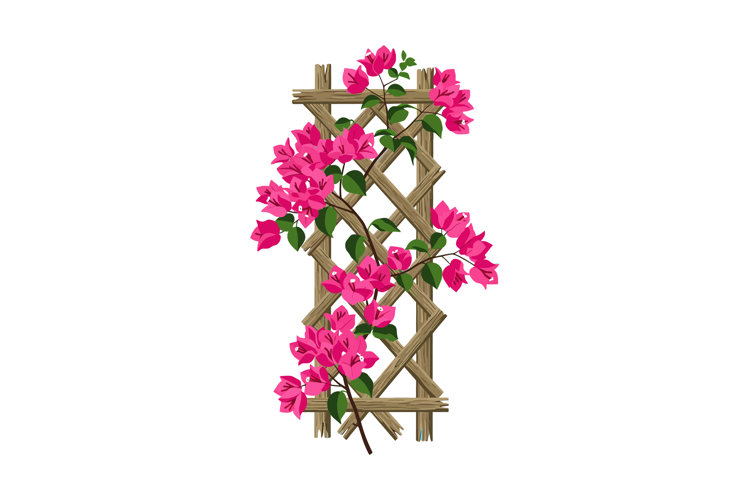 Pink Bougainvillea Climbing on Wooden Trellis Vector Illustr
