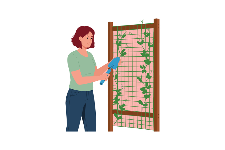 Woman Gardening Climbing Plants on Wooden Trellis with Green