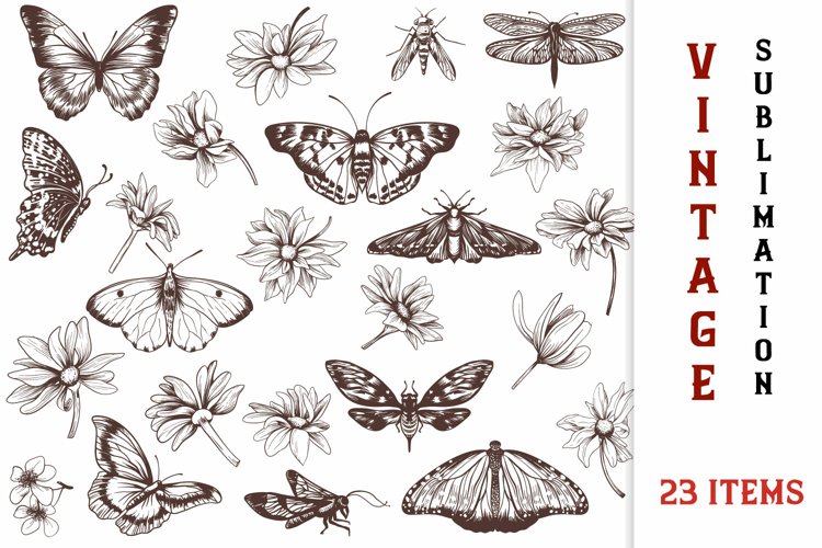 Butterfly Clipart Image 5