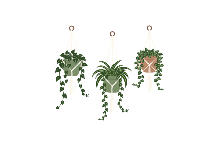 Vine Clipart Image 8