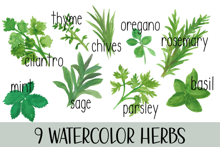 Hand painted watercolor Garden Herbs