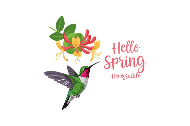Hummingbird Clipart Image 8