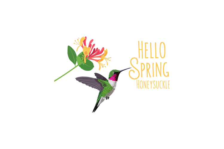 Hummingbird Clipart Image 6
