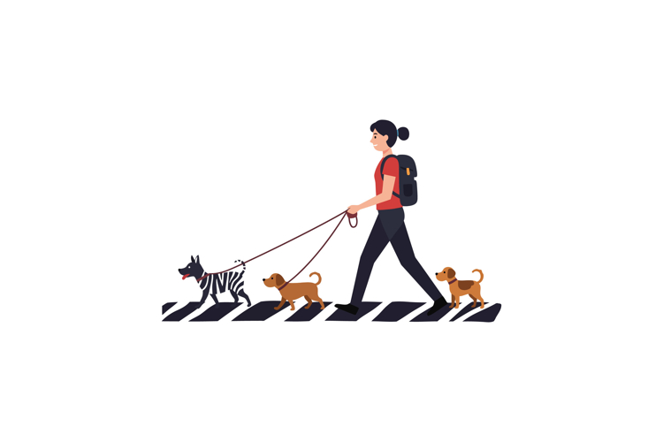 Woman walking three dogs on crosswalk vector illustration wi