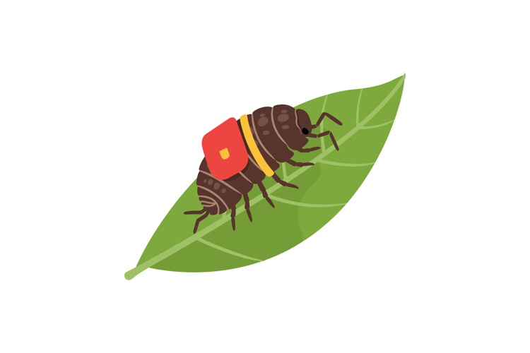 Insect Clipart Image 5