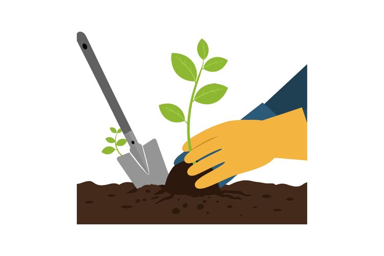 Hand planting a young green plant in rich soil with a shovel