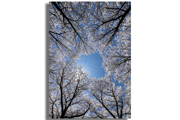 Cherry Blossom Clipart Image 23