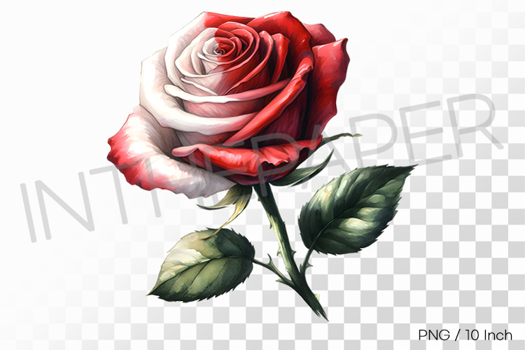 Red Rose Png Image 15