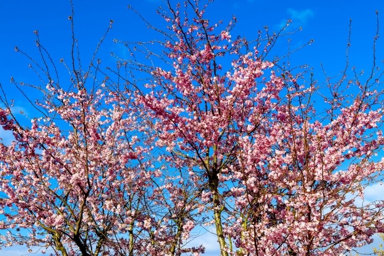 Beautiful background of flowering trees