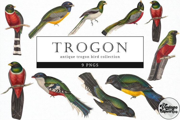 Trogon Vintage Animal illustration Clip Art, Clipart