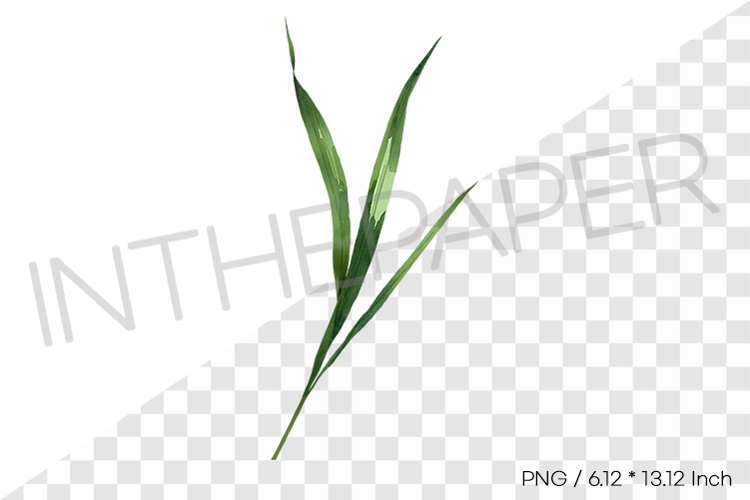 Tropical Grass Blade Leaf Tropical Summer Clipart Watercolor